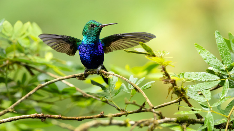 Hummingbird on a branch.