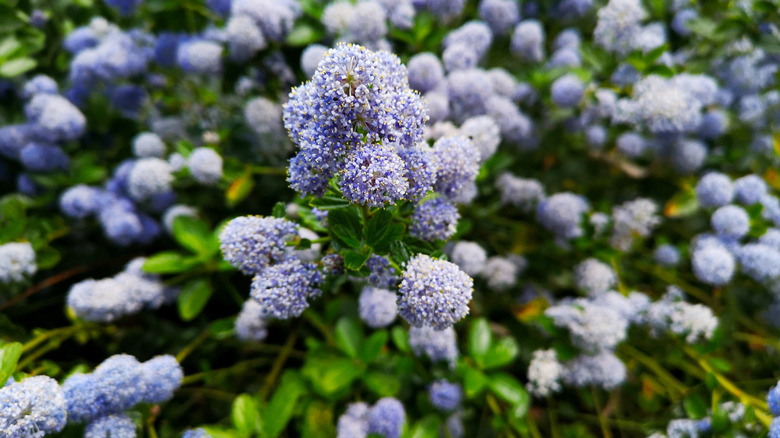 Blueblossom ceanothus blooms