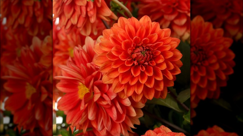 Closeup on 'Dalina Grande Emilio' dahlia flowers