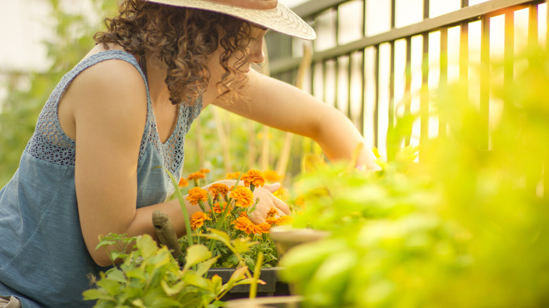 person tending to sunny garden with various plants and flowers