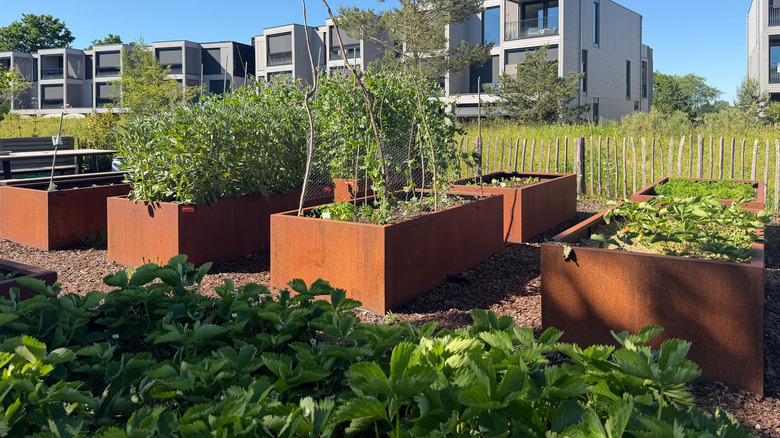 A row of Corten steel garden beds with orange patina, growing vegetables in a community garden