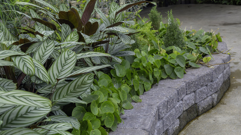 Thriving plants in a raised bed built with pavers