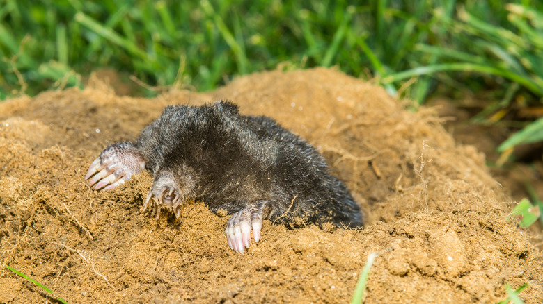 Star-nosed mole coming out of its tunnel