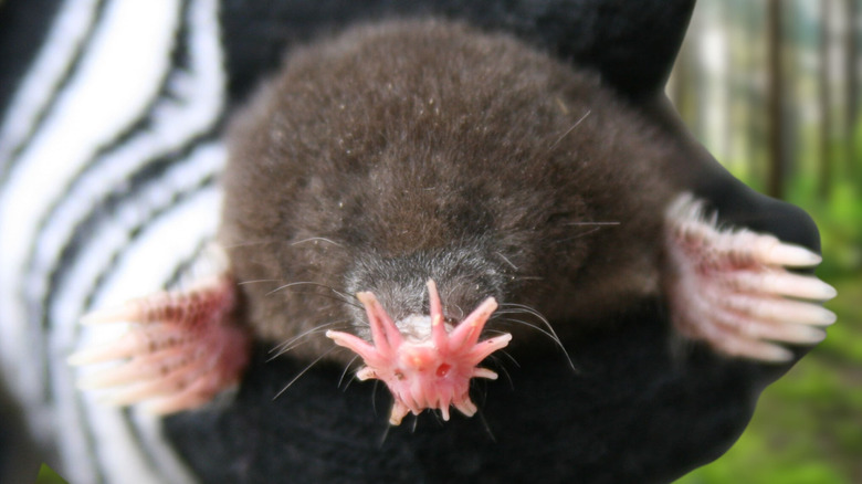 Close-up star-nosed mole.
