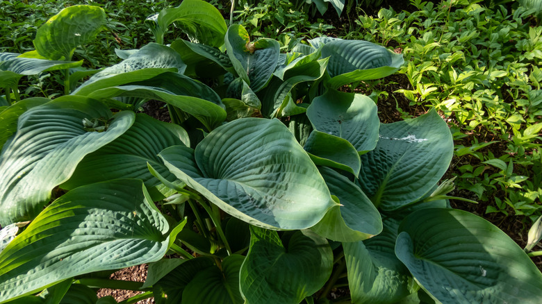 Hosta 'Empress Wu' showing the massive leaves