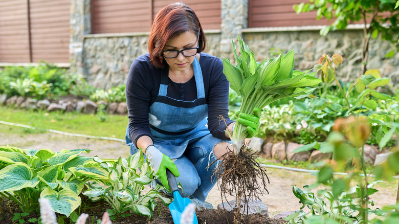 A woman gardening in a bed full of different hosta varieties