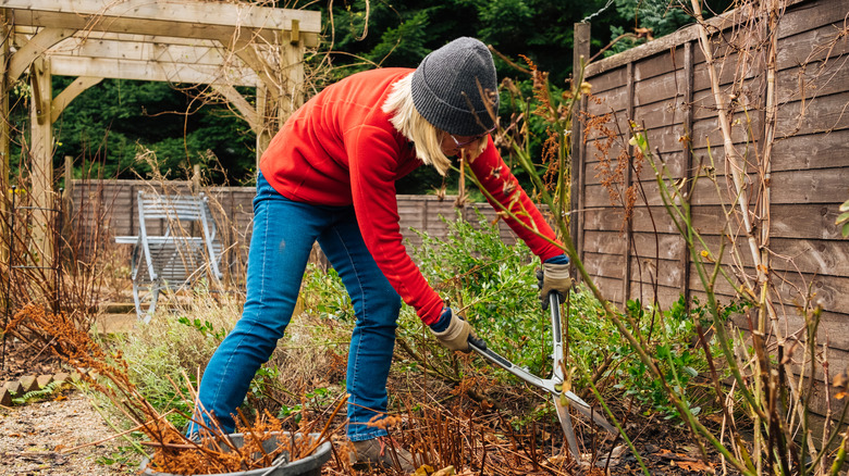 Woman tidying her garden with shears.