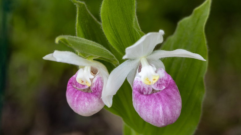 A Cypripedium orchid in bloom with two flowers.