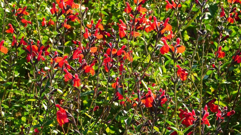 Autumn sage grows in a sunny grouping