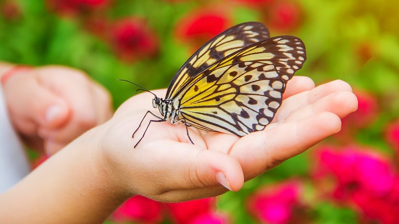 A small hand is holding a butterfly with blurred red flowers in the background