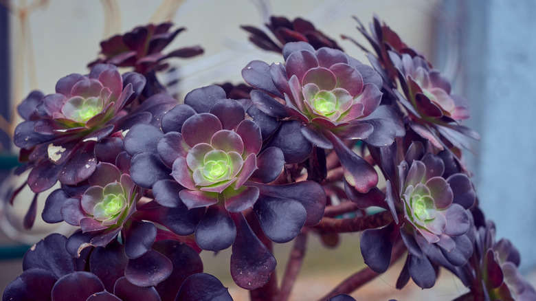 dark purple aeonium succulent