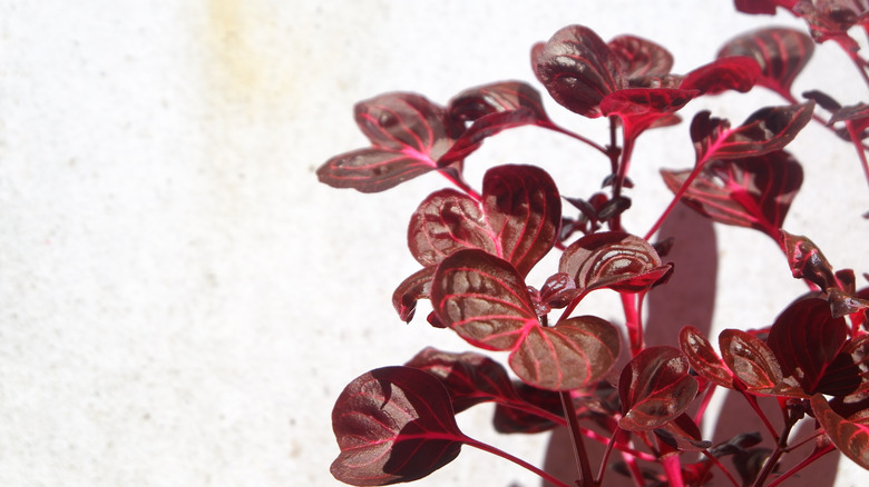 bloodleaf red leaves and stem