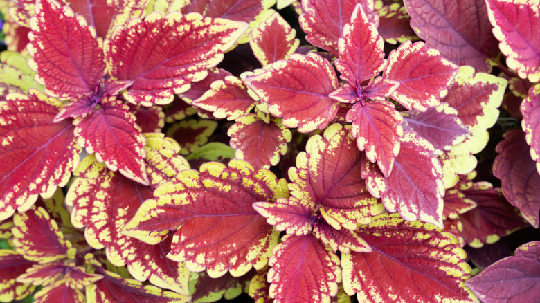red and yellow coleus leaves