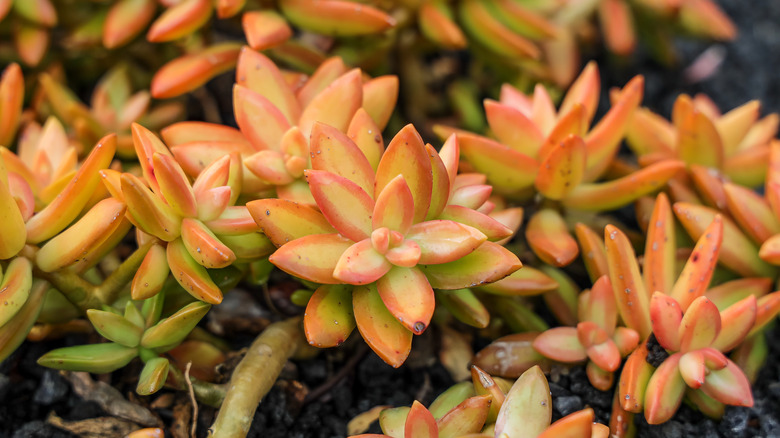 coppertone stonecrop succulent in soil