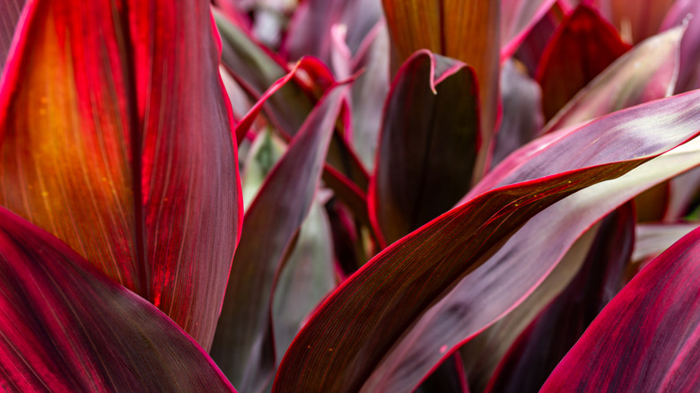red leaves of cordyline plant
