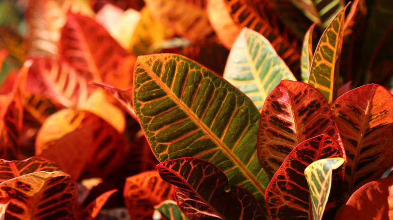 orange vein leaves of croton