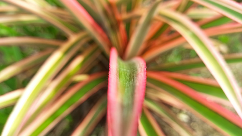 spiky leaves of dragontree plant