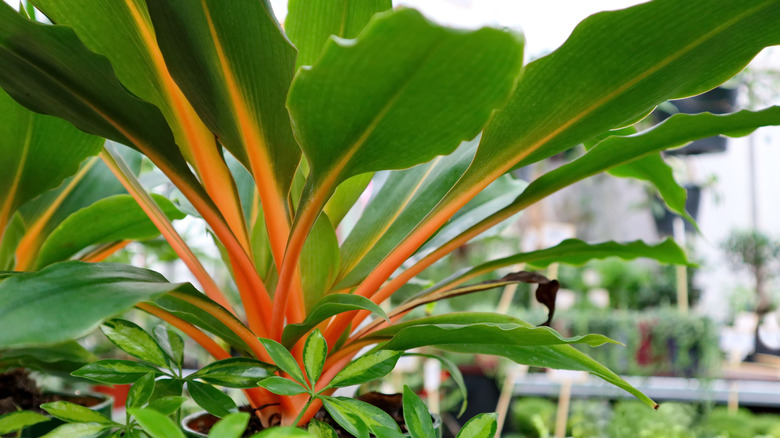 fire flash bright orange stems