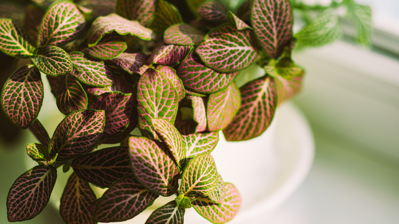 nerve plant pink vein leaves