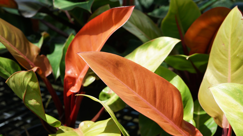 philodendron prince of orange leaves