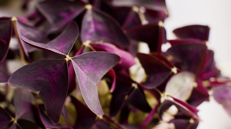 triangular purple shamrock leaves