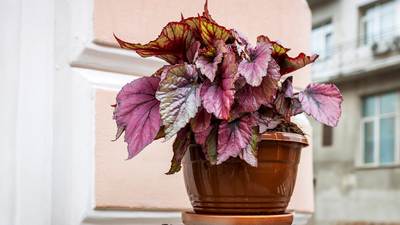 rex begonia plant in red pot