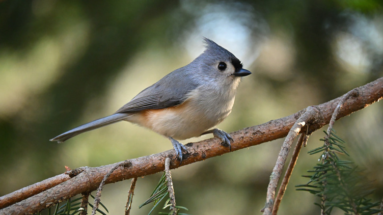 Tufted titmouse sitting on a branch