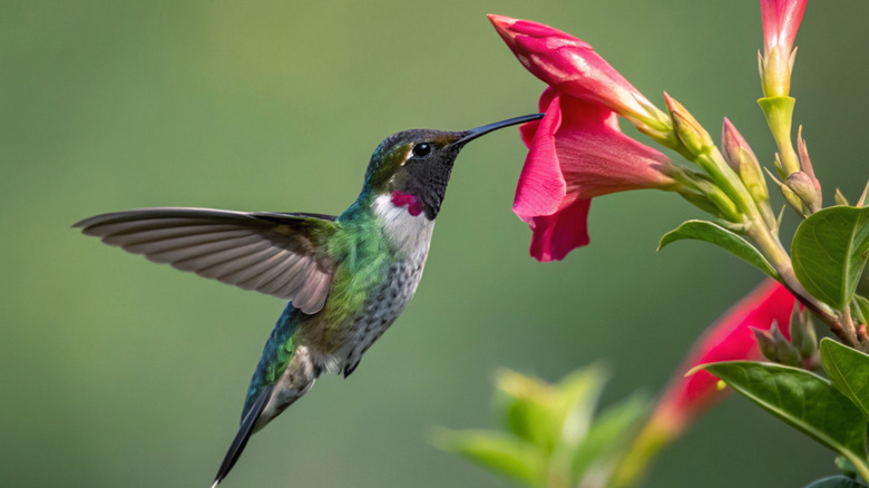 Beautiful hummingbird drinking nectar from a flower