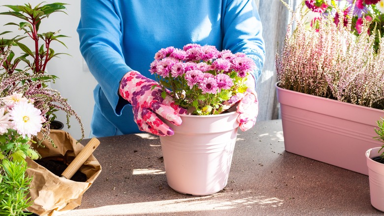 pink chrysanthemums in pot