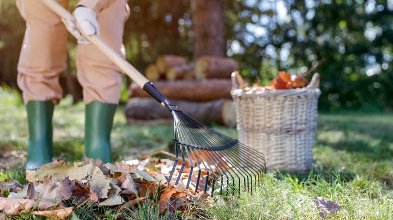 Gardener raking leaves in autumn.