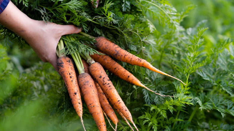 A person harvesting carrots from their garden