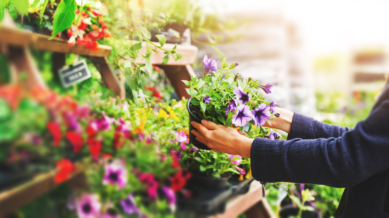 a woman examining purple petunias for sale