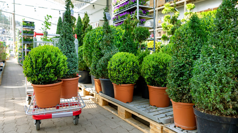 A cart with potted evergreens in a large garden center