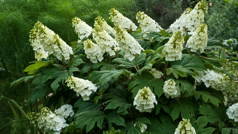 Oakleaf hydrangea plant outdoors