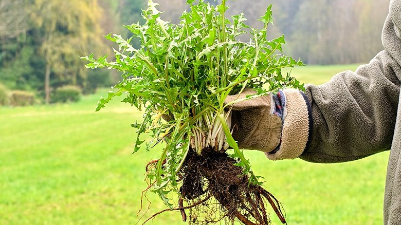 Close-up of a person holding a pulled weed