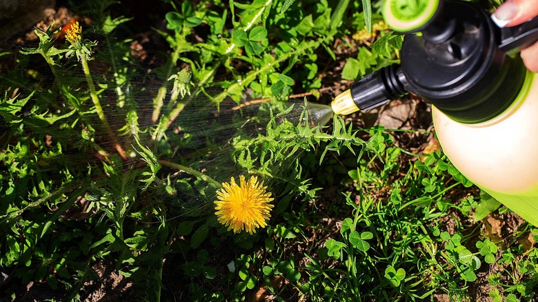Close-up of a person spraying dandelions in the lawn