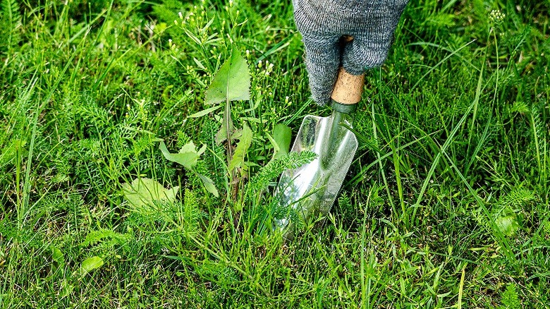 Close-up of a person's gloved hand removing a weed with a hand trowel