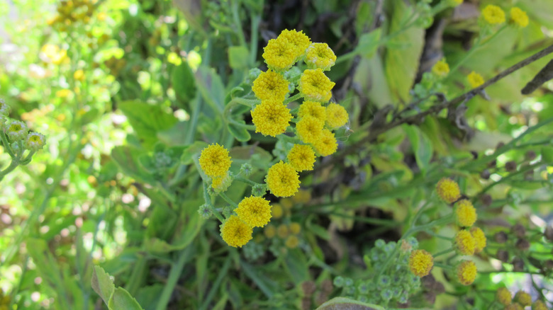 Yellow flowering costmary
