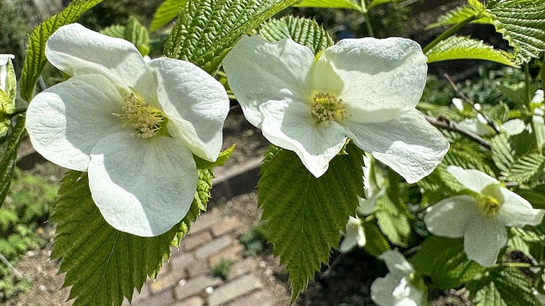 Large white flowers and ribbed green leaves of black jetbead