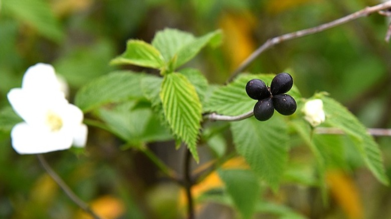 Ripened black fruits of the black jetbead with white flowers in the background