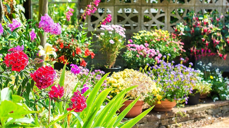 A colorful backyard with different varieties of flowers in bloom