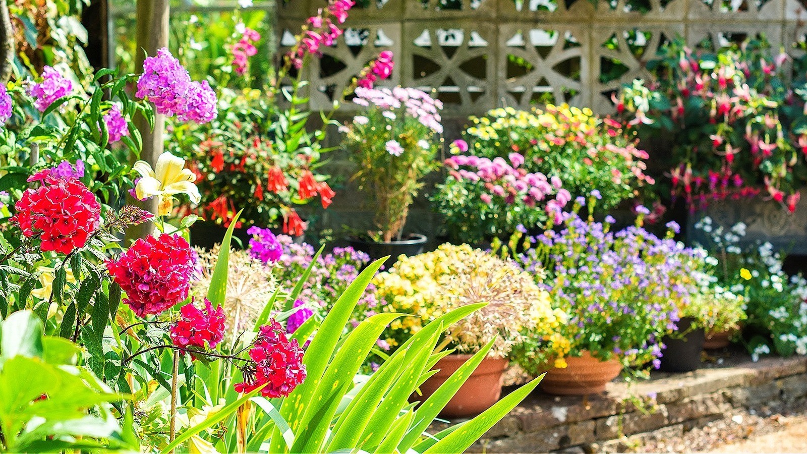 The Old-Fashioned, Forgotten Shrub That Fills Your Garden With Color ...
