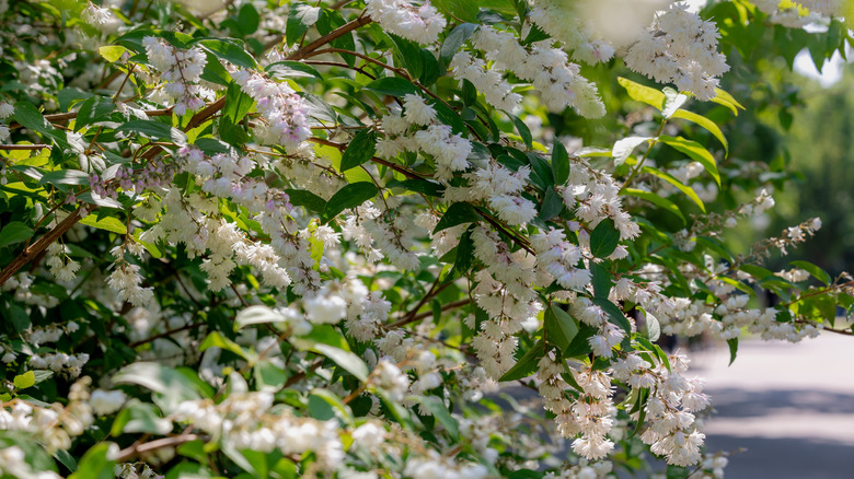 Deutzia scabra in bloom