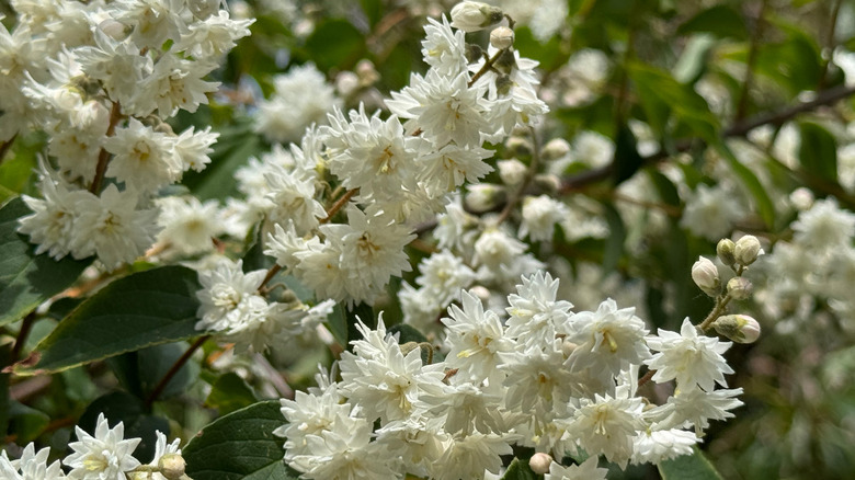 White flowers on the rough-leafed deutzia