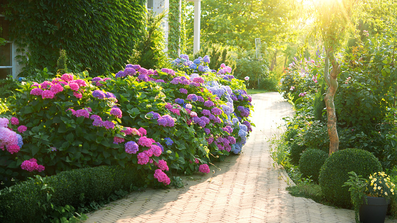 A sunny yard with hydrangeas and other shrubs planted along a paved walkway