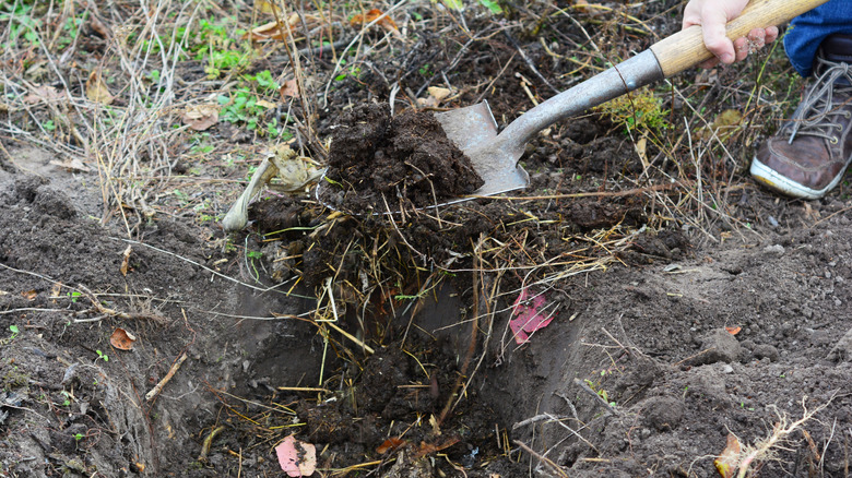 A gardener adds a shovelful of compost to soil.