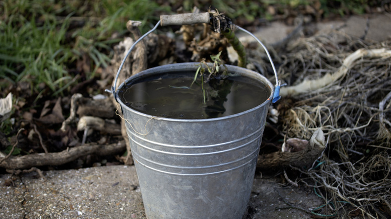 A galvanized metal bucket in a garden