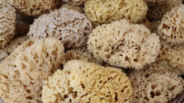 An assortment of sea sponges
