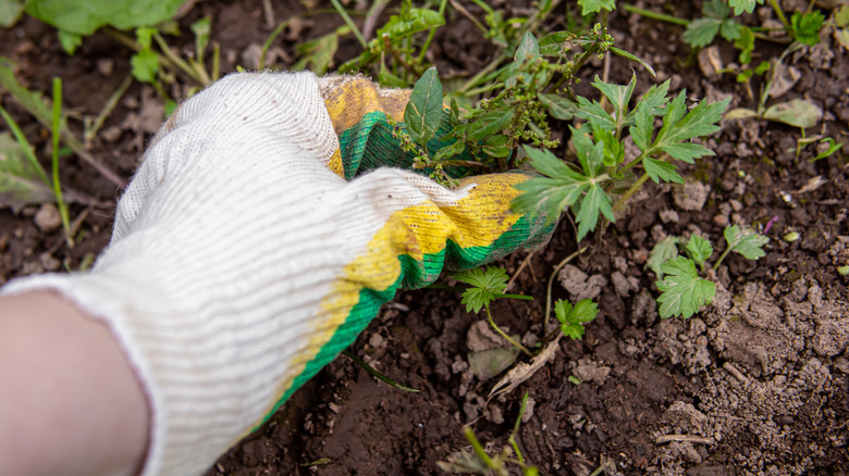 A hand wearing a gardening glove pulls a weed out of a garden bed.