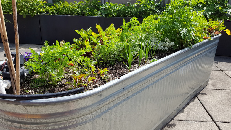 A raised garden bed made out of a stock tank and planted with vegetables.